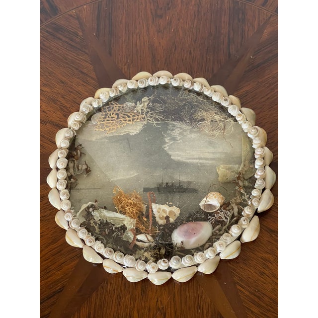 Shell Antique Sea Shells Sailors Valentines For Sale - Image 7 of 7