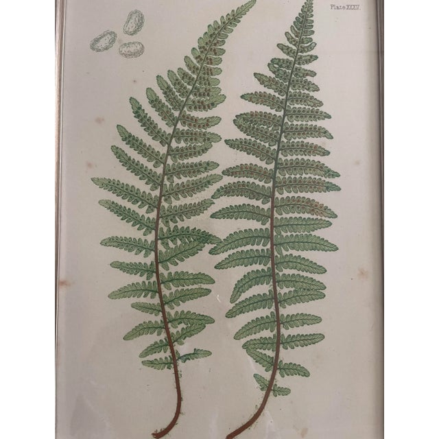 Vintage Henry Bradbury Fern Print, Framed For Sale In Los Angeles - Image 6 of 12