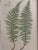 Vintage Henry Bradbury Fern Print, Framed For Sale In Los Angeles - Image 6 of 12
