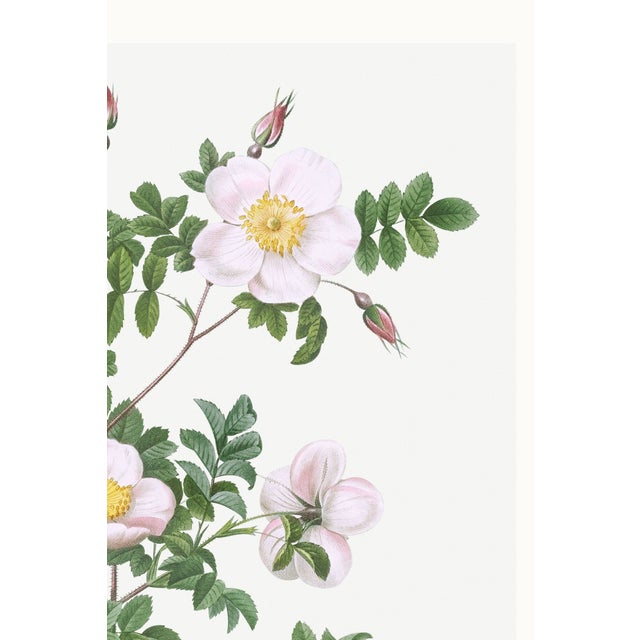 White Rose, Vintage Botanical Art Print Reproduction by Pierre-Joseph Redouté, 16" X 24" For Sale - Image 9 of 11