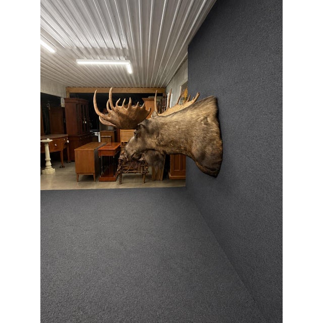Yukon Moose Shoulder Mount With Large Palmate Antlers For Sale - Image 11 of 12