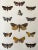 Antique Hand Colored Lithograph of Butterflies and Moths London C.1879 For Sale - Image 4 of 7