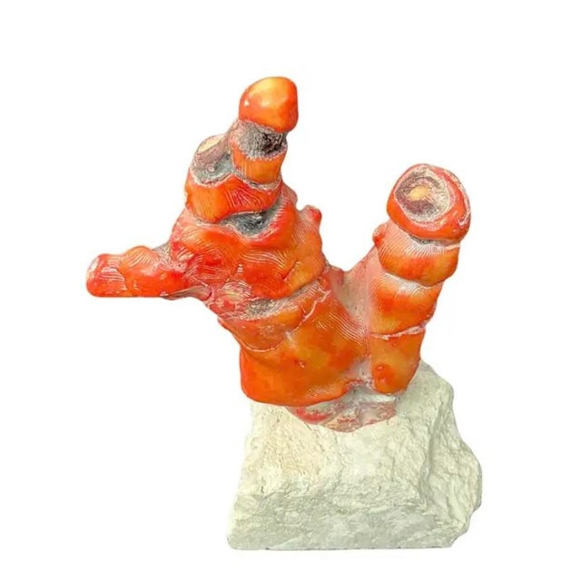 Mid-Century Modern Large Red Coral Branch on Stand For Sale - Image 3 of 9