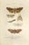 Pierre Jean François Turpin, Lepidoptera, Etching, 1831 For Sale - Image 3 of 3