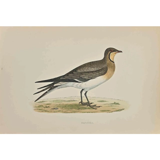 Pratincole is a modern artwork realized in 1870 by the British artist Alexander Francis Lydon (1836-1917) . Woodcut print,...