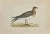 Pratincole is a modern artwork realized in 1870 by the British artist Alexander Francis Lydon (1836-1917) . Woodcut print,...