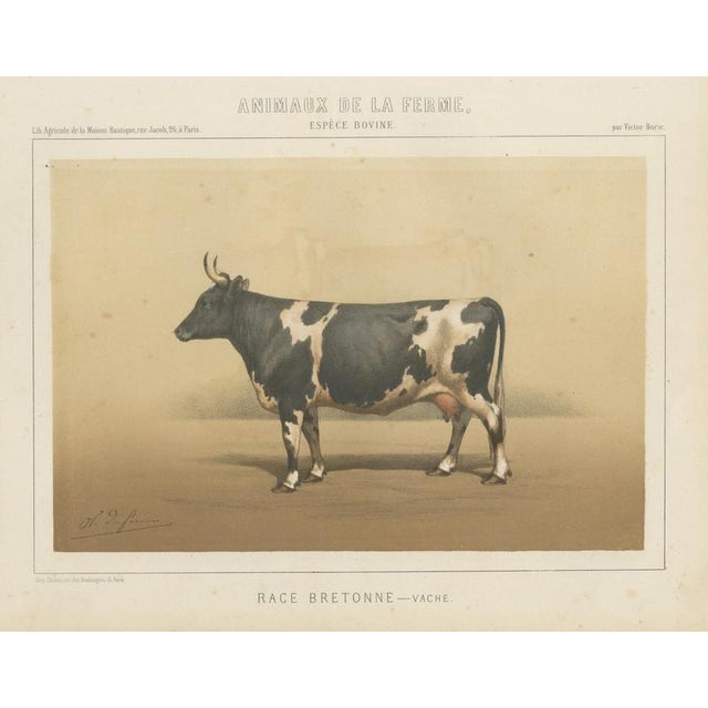 Borie, Breton Cow, French Cattle Breed, 1863, Paper For Sale - Image 9 of 9