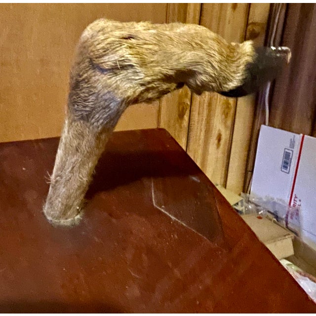 Wood Mid 20th Century Adirondack Deer Hoof Hat/Coat Wall Rack Cabin Rustic Man Cave For Sale - Image 7 of 12