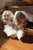 Antique Alabaster Sculpture of Two Intertwined Female Busts For Sale - Image 18 of 18