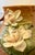 Roseville Magnolia Terra Cotta Vase For Sale - Image 9 of 12