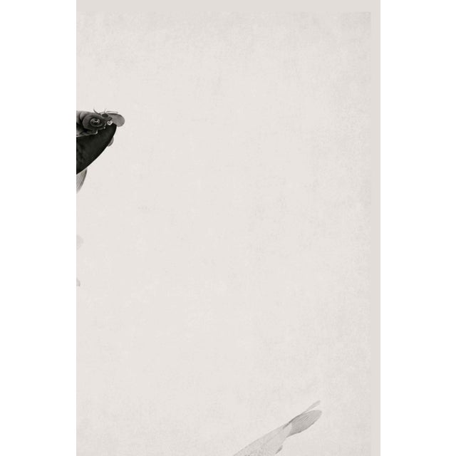 Japanese Three Carps by Ohara Koson, Vintage Japanese Woodblock Print Reproduction, 40" X 60" For Sale - Image 3 of 10