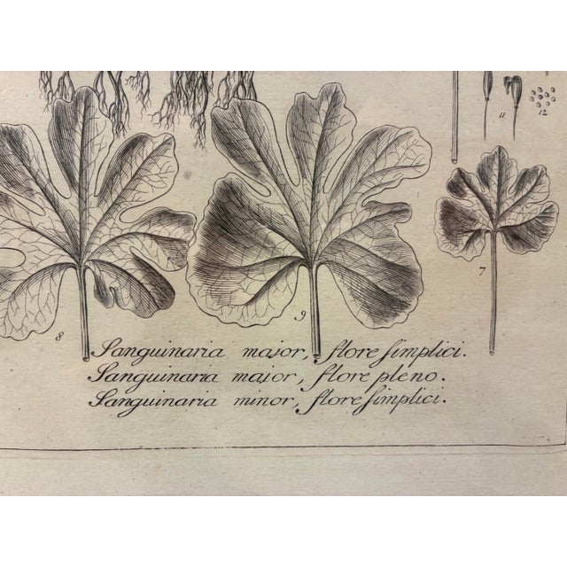 Illustration Vintage Sanguinaria Bloodroot Botanical Illustration Print in Black & Gold Frame For Sale - Image 3 of 5