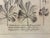 Illustration Vintage Sanguinaria Bloodroot Botanical Illustration Print in Black & Gold Frame For Sale - Image 3 of 5