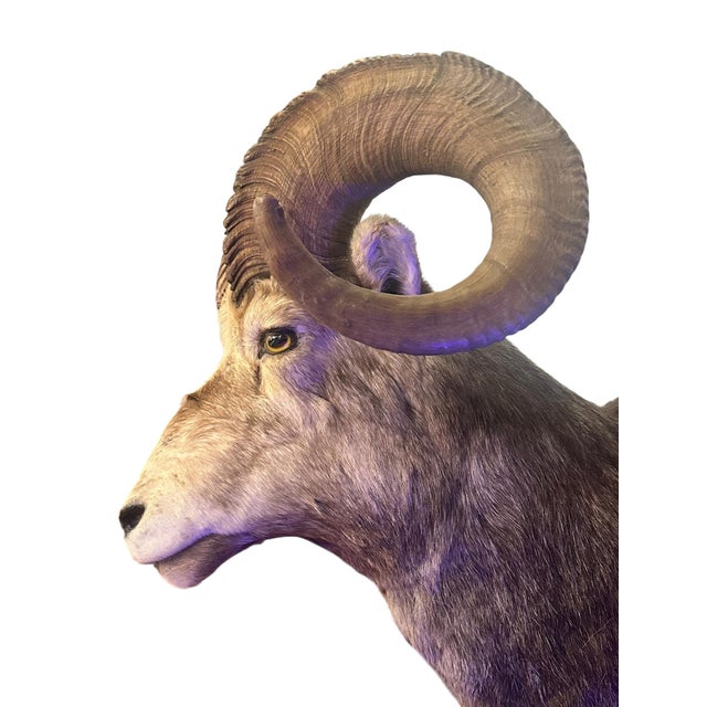 Vintage Stone Sheep Ram Head Taxidermy Shoulder Mount Wall Decor For Sale - Image 4 of 4