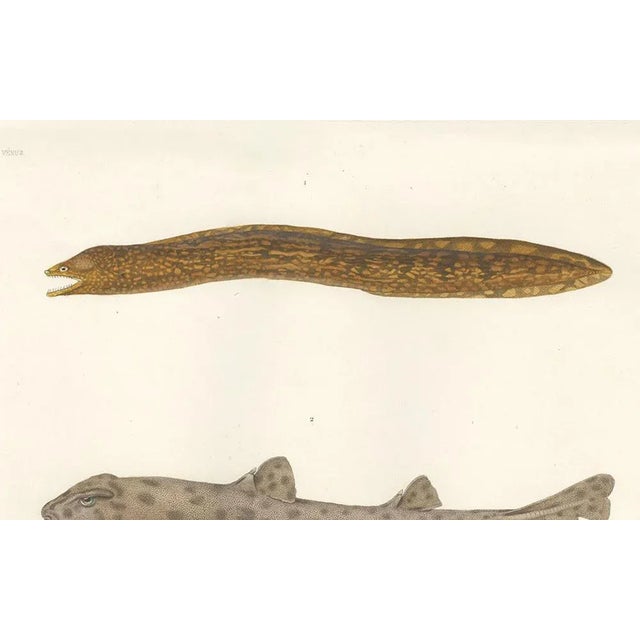 Werner, Vintage Sea Life Print Moray Eel and Panther Shark from French Voyage, 1846, Print For Sale - Image 3 of 10