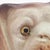 White Late 19th Century English Staffordshire Glass-Eyed Spaniel Mantel Dog For Sale - Image 8 of 13
