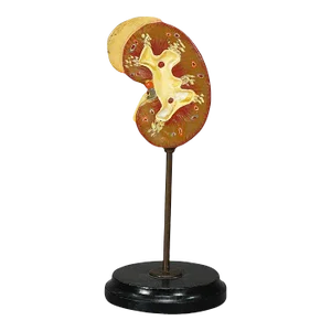 Antique Teaching Model Longitudinal Profile of the Kidney, Ca. 1900