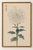 White Mum by Hasegawa, Vintage Japanese Botanical Art Print, 8" X 12" For Sale In Buffalo - Image 6 of 8