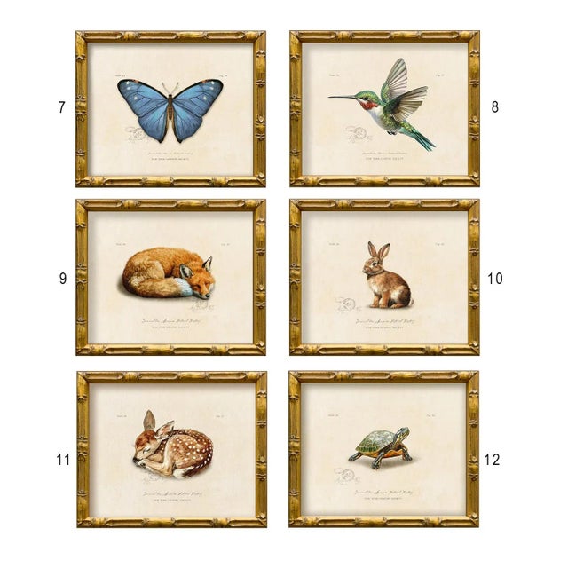 Reproduction Vintage "Garden Friends" Art Print (12), Turtle For Sale In New York - Image 6 of 6