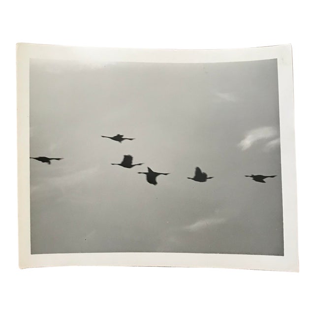 1972 Vintage Birds Photograph For Sale