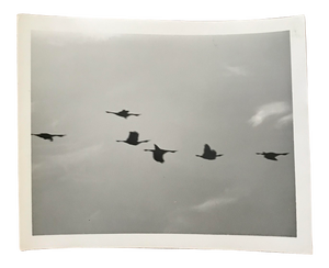 1972 Vintage Birds Photograph