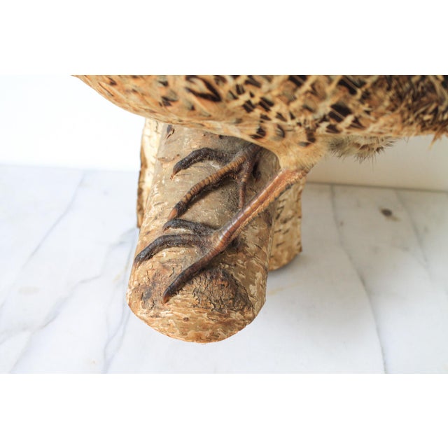 Vintage Taxidermy Ringneck Pheasant Mounted on Birchwood For Sale - Image 4 of 11