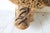Vintage Taxidermy Ringneck Pheasant Mounted on Birchwood For Sale - Image 4 of 11