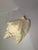 Shell Vintage Caribbean Queen Conch Shell – Bahamas Coastal Style, Circa 1970's For Sale - Image 7 of 8