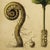 8" X 10" 'Fiddlehead Fern Studies' Dark Green - Original Botanical Floral Watercolor & Pencil Fine Art Print /Herbarium For Sale - Image 4 of 5