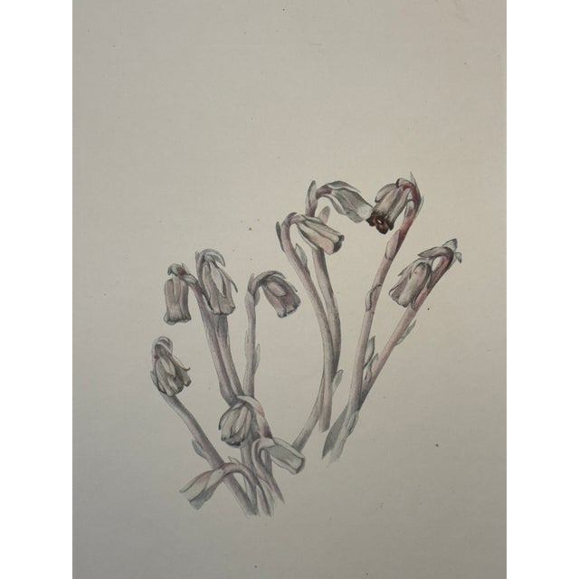 Late 19th Century Indianpipe Reproduction - Set of 2 For Sale - Image 4 of 7