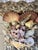 Wood Seashell Encrusted Fireplace Surround and Mantel For Sale - Image 7 of 18