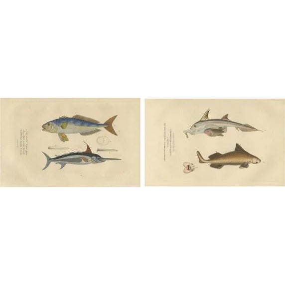 Drapiez, Swordfish & Sealife, 1845, Handcolored Engravings, Set of 2 For Sale