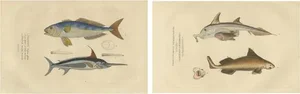 Drapiez, Swordfish & Sealife, 1845, Handcolored Engravings, Set of 2