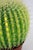 Large Cactus Table Lamp, 1980s For Sale - Image 9 of 10