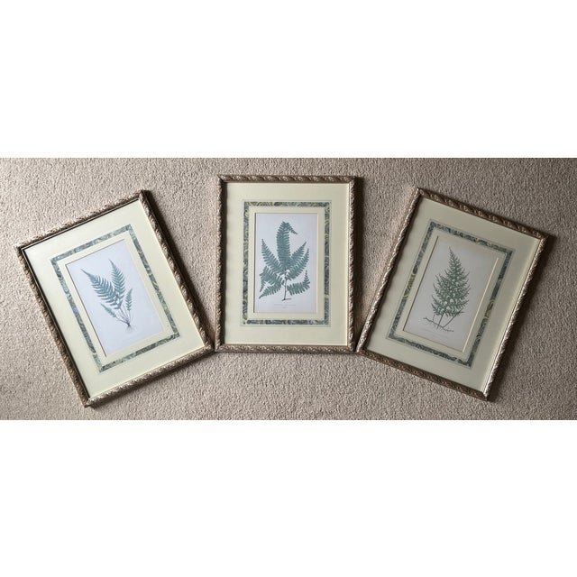1980s Custom Framed Antique Fern Prints-Set of 3 For Sale - Image 5 of 6