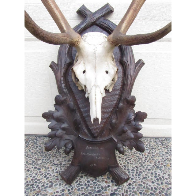 Rustic Vintage Black Forest Mounted Deer Antlers For Sale - Image 3 of 16