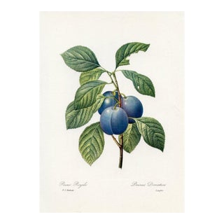 1960s, Garden Plum Print by Pierre Redoute, Original Antique Fruit Print For Sale