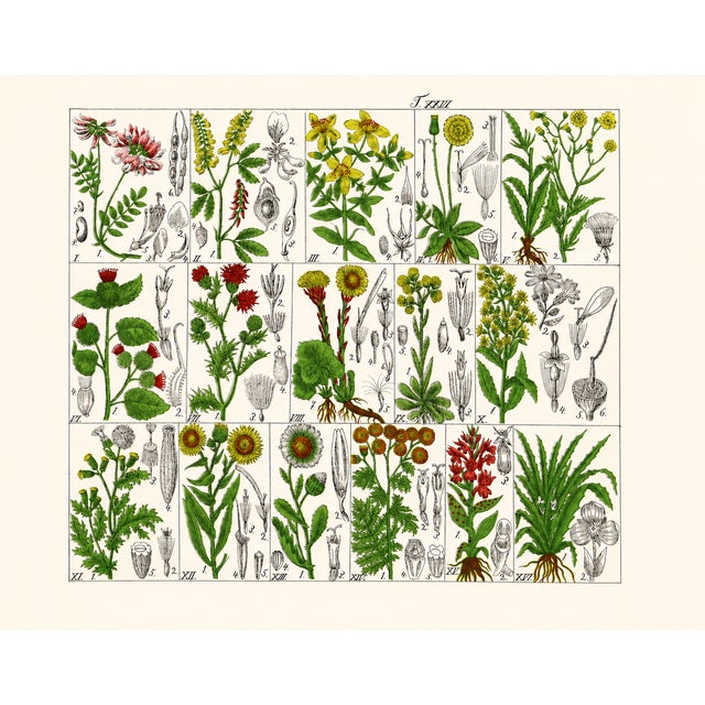 Illustration Rare 1876 German Hand-Colored Botanical Plates From Büchner’s Pflanzen-Atlas — Set of 4 For Sale - Image 3 of 5