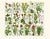 Illustration Rare 1876 German Hand-Colored Botanical Plates From Büchner’s Pflanzen-Atlas — Set of 4 For Sale - Image 3 of 5