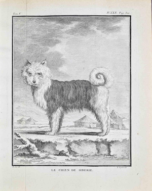 Jacques de Seve, Le Chien de Sibérie, Etching, 1771