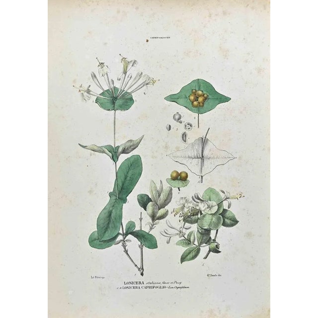 Lithograph hand watercolored. Plate from "Atlante di Botanica popolare ossia Illustrazione di Piante Notevoli di ogni...
