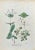 Lithograph hand watercolored. Plate from "Atlante di Botanica popolare ossia Illustrazione di Piante Notevoli di ogni...
