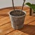 Realism Fiddle Leaf Fig Potted 43" For Sale - Image 3 of 6