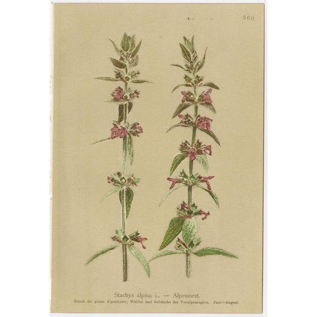 Alpine Flora Botanical Illustrations, 1897, Set of 8 For Sale - Image 9 of 11
