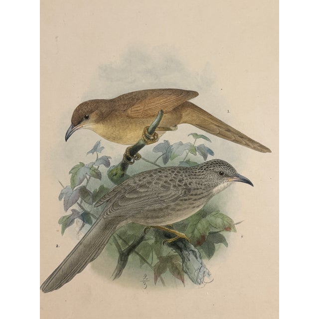 Late 19th Century 1875 J. G. Keulemans Hand-Colored Bird Lithograph, Framed in Walnut | Algerian & Palestine Bush-Babblers For Sale - Image 5 of 5