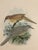 Late 19th Century 1875 J. G. Keulemans Hand-Colored Bird Lithograph, Framed in Walnut | Algerian & Palestine Bush-Babblers For Sale - Image 5 of 5