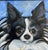 Original Oil Painting of a Black & White Pomeranian Dog by Alexandra Brown For Sale - Image 4 of 6