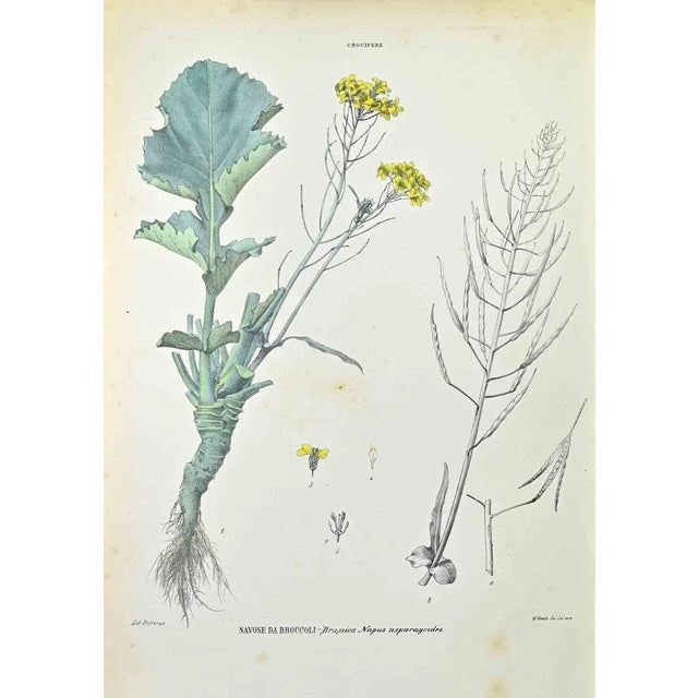 Lithograph hand watercolored. Belongs to the Series "Atlante di Botanica popolare ossia Illustrazione di Piante Notevoli...