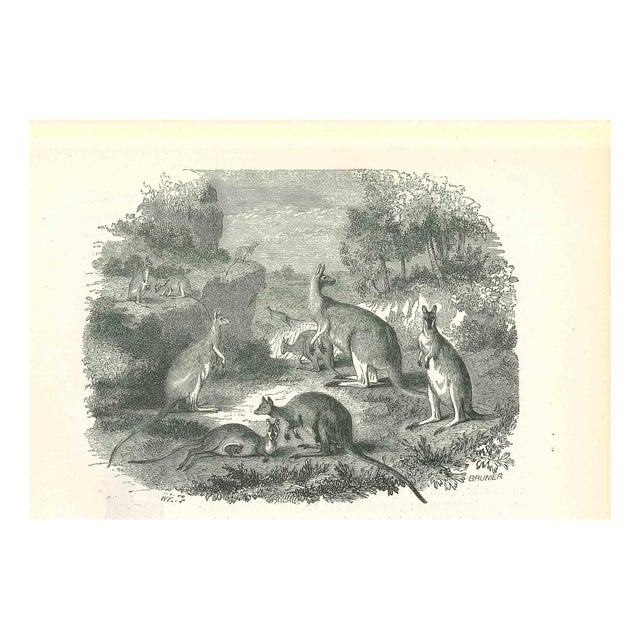 Paul Gervais, The Kangaroos, Lithograph, 1854 For Sale