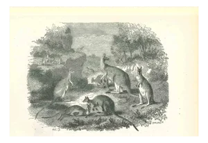 Paul Gervais, The Kangaroos, Lithograph, 1854